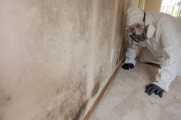 Best Asbestos and Lead Testing During Mold Inspection  in Hermantown, MN